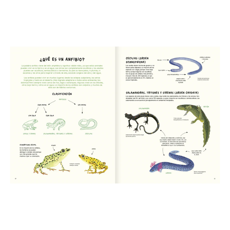 Agua y tierra, anfibios de América