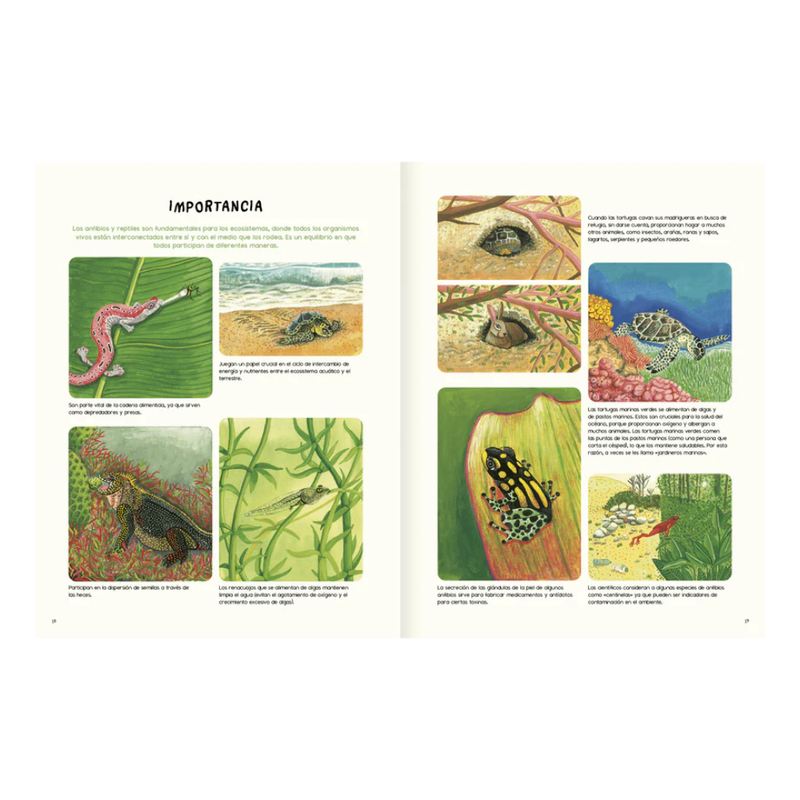Agua y tierra, anfibios de América