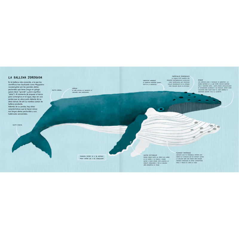 Arya, la ballena viajera
