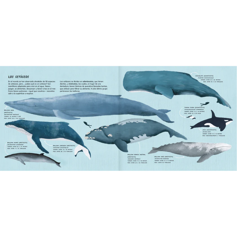 Arya, la ballena viajera