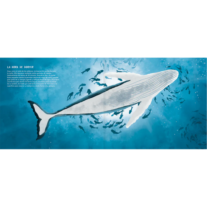 Arya, la ballena viajera