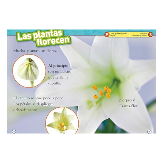 De Semilla a Planta