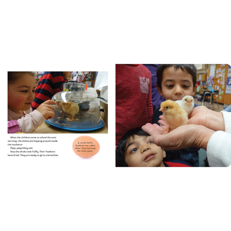 Hatching Chicks In Room 6