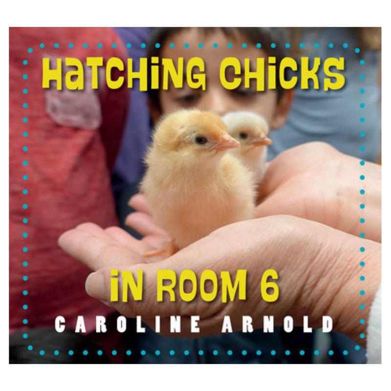 Hatching Chicks In Room 6