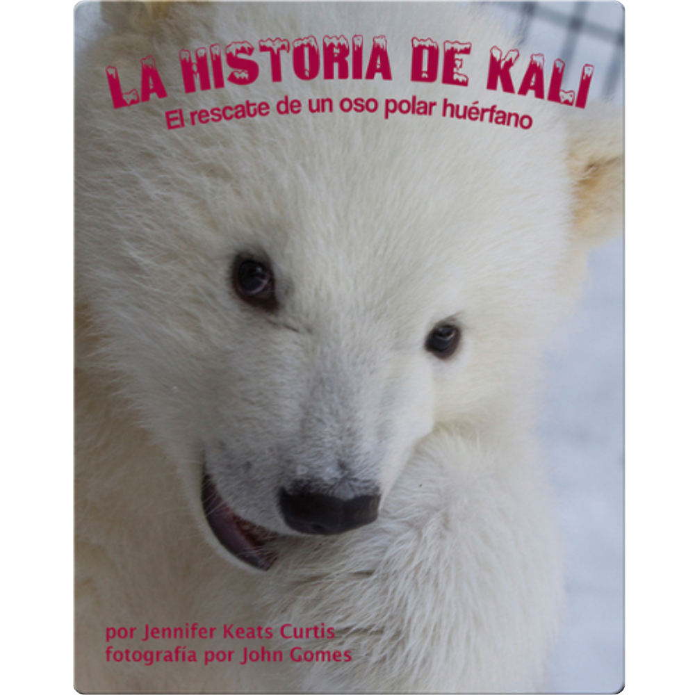 La historia de Kali. El rescate de un oso polar huérfano