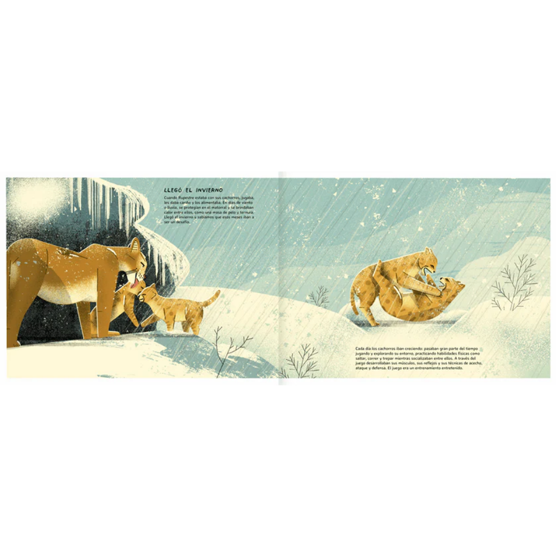 Puma concolor