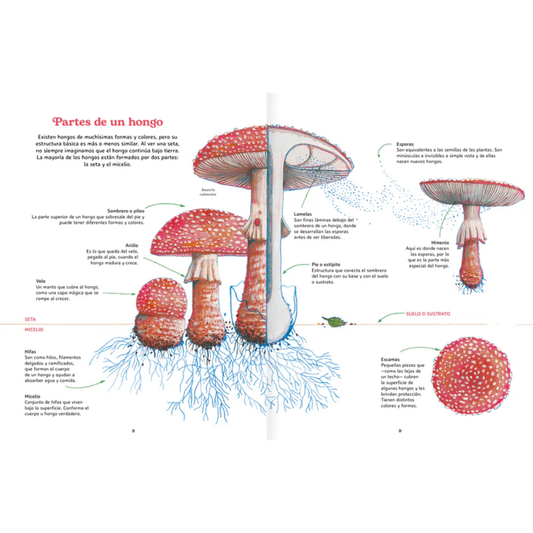 Reino Fungi. Mundo entrelazado