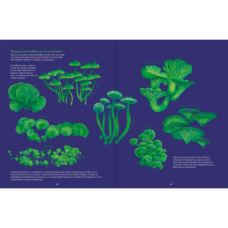 Reino Fungi. Mundo entrelazado