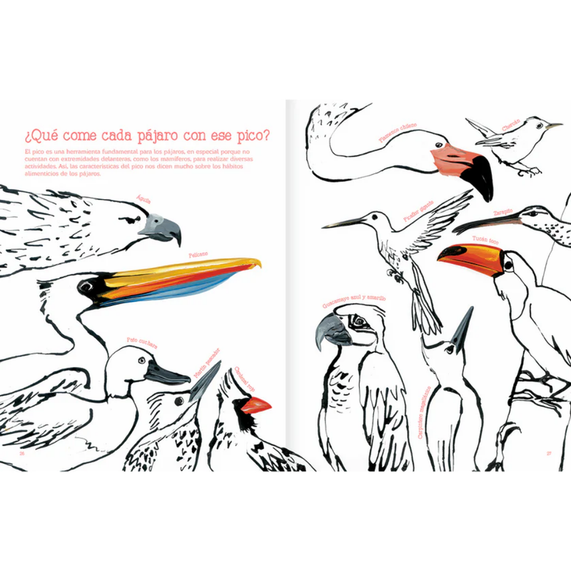 Vuelo de pájaros americanos