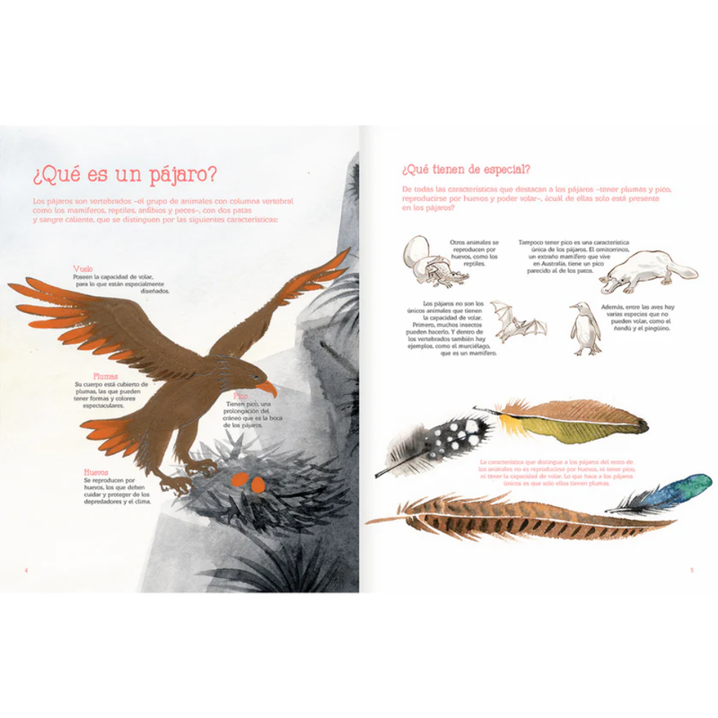 Vuelo de pajaros americanos