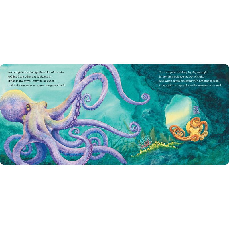 Where Do Ocean Creatures Sleep At Night?