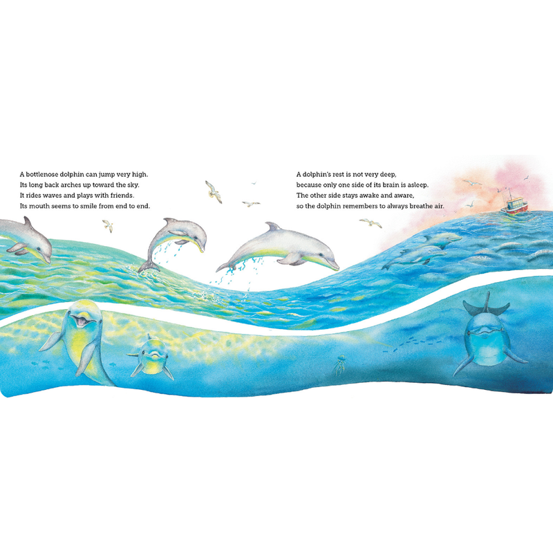 Where Do Ocean Creatures Sleep At Night?