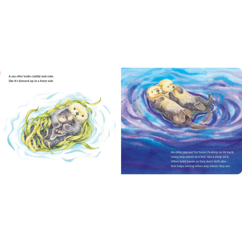 Where Do Ocean Creatures Sleep At Night?